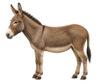 I'm a donkey, Shrek!
